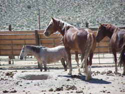 Gray Jay Press- Sagebrush Heart- Captive Wild Horses at Palomino Valley